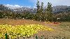 Cliquez ici pour voir l'image (325 20181015_152003 pommes.jpg)